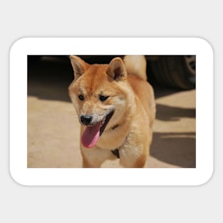 shiba inu fourth Sticker